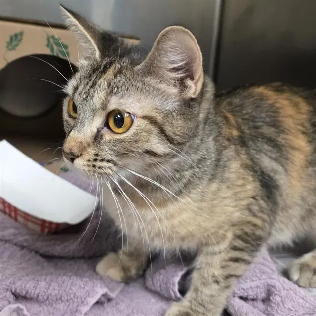 Psl - Domestic Short Hair