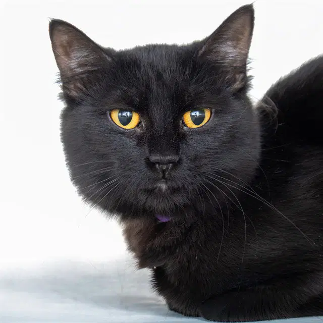 Gala - Domestic Medium Hair