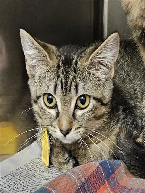 Lily - Domestic Short Hair