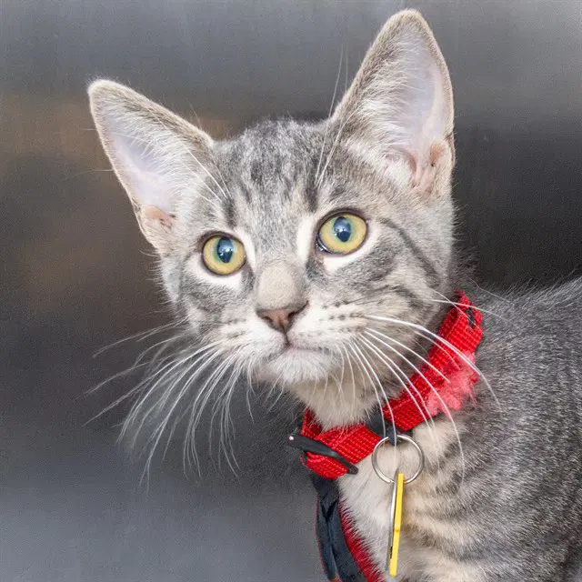 Cooper - Domestic Short Hair