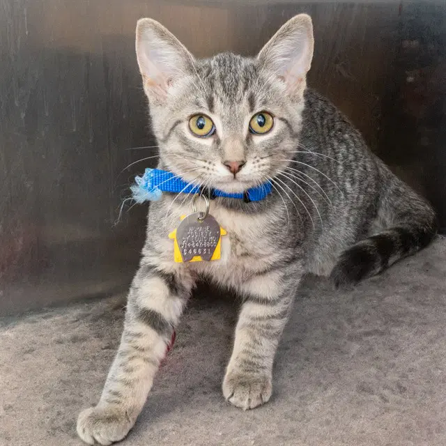 Henry - Domestic Short Hair