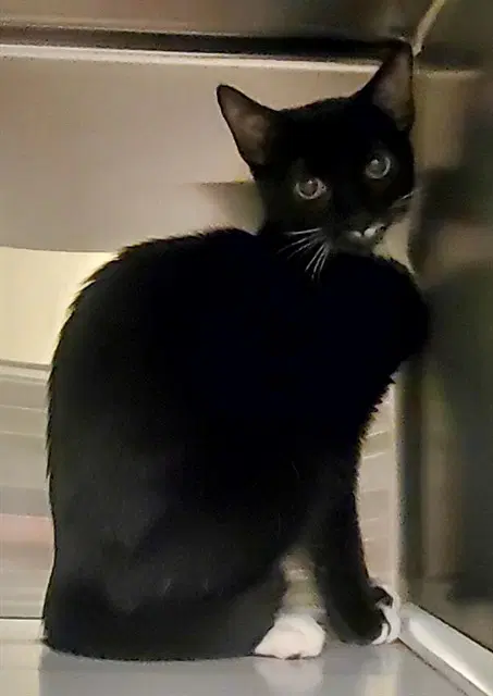 Kurami - Domestic Short Hair