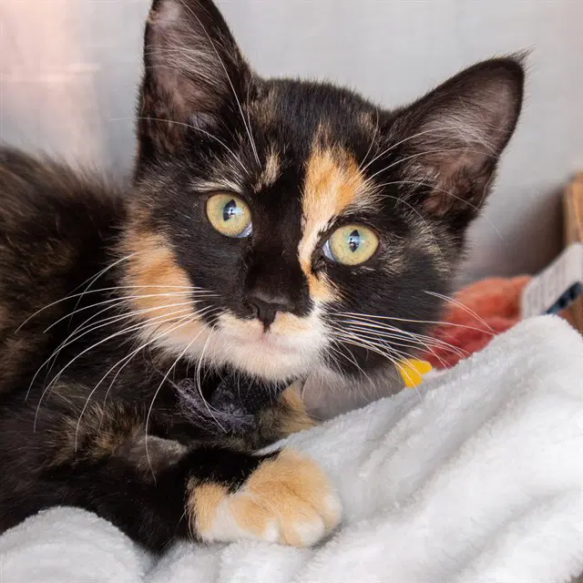 Queen - Domestic Short Hair