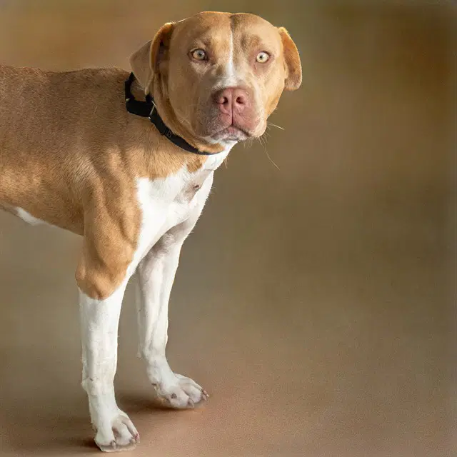Reeses Cup - Pit Bull Terrier
