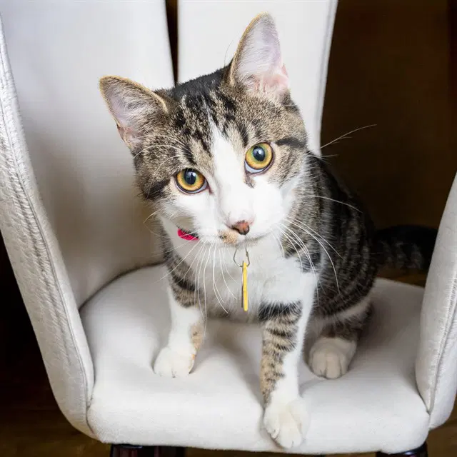 Oogie Boogie - Domestic Short Hair