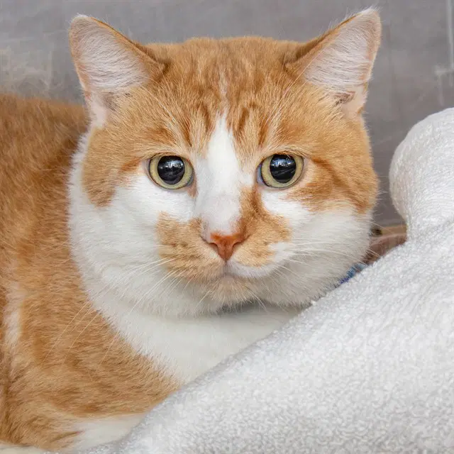 Ben - Domestic Short Hair