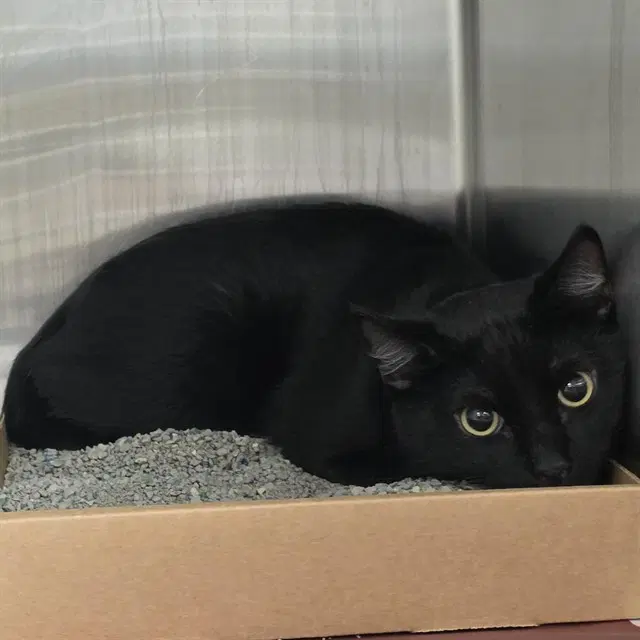 Kimchi - Domestic Short Hair