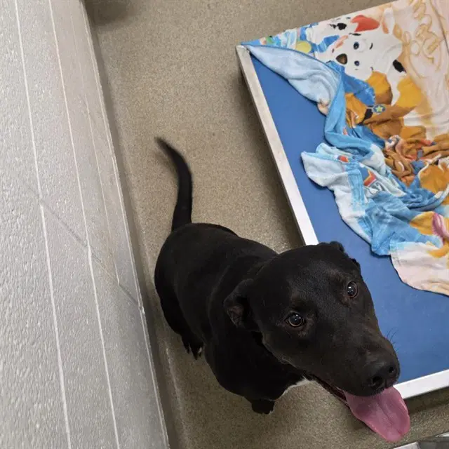 Cypress - Labrador Retriever