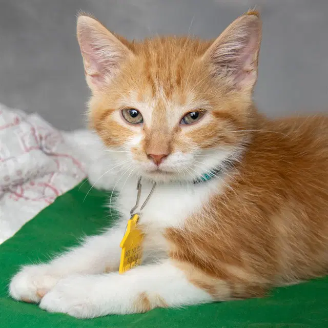 Sofia - Domestic Short Hair