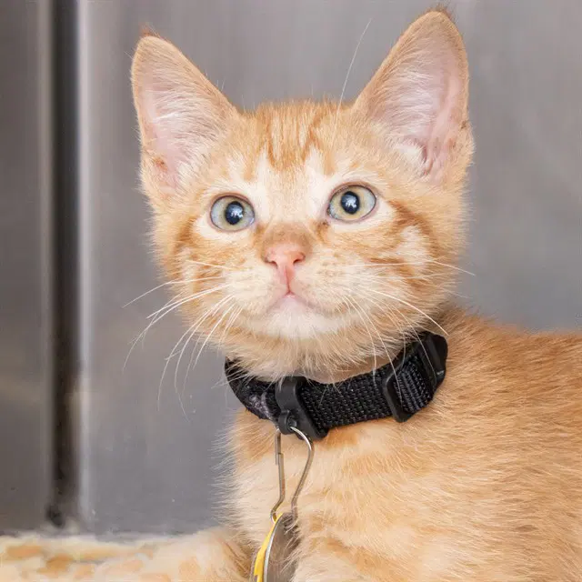 Jose - Domestic Short Hair