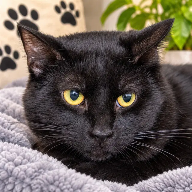 Rue - Domestic Short Hair