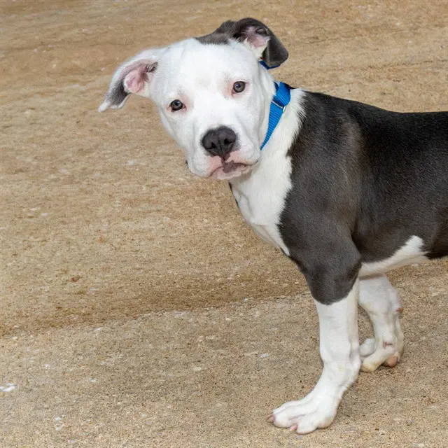 Casper - Pit Bull Terrier