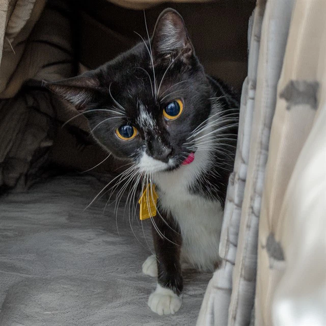 Houdini