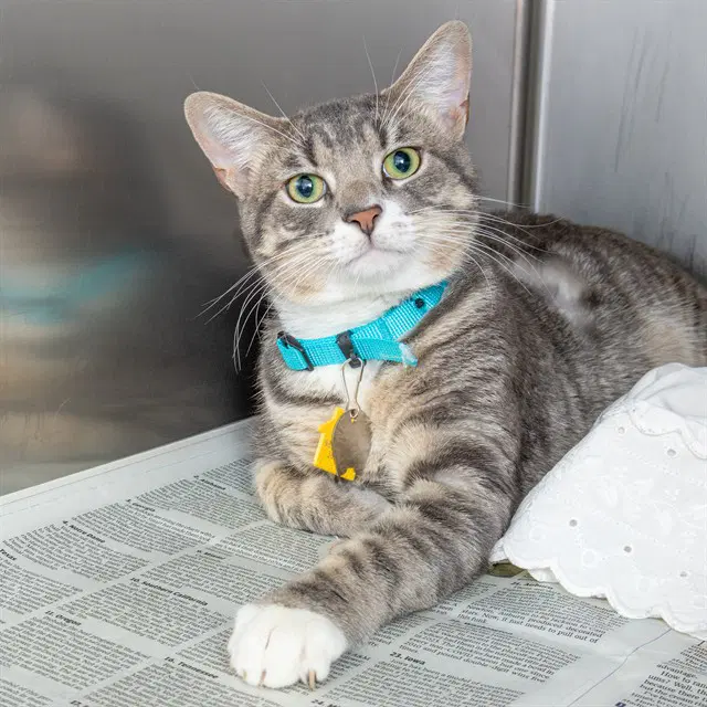 Banks - Domestic Short Hair