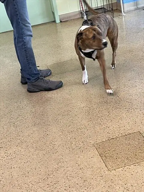 Tiger - Pit Bull Terrier
