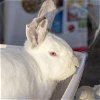 adoptable Rabbit in maryland heights, MO named BUGS