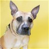adoptable Dog in maryland heights, MO named BONNIE