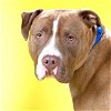 adoptable Dog in maryland heights, MO named BIG RED