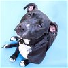 adoptable Dog in maryland heights, MO named CLYDE