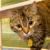 adoptable Cat in maryland heights, MO named DOLLOP