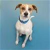 adoptable Dog in  named CARDIGAN
