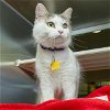 adoptable Cat in maryland heights, MO named BIANCA
