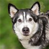 adoptable Dog in  named SENSEI