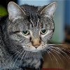 adoptable Cat in maryland heights, MO named ELENOR