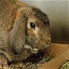 adoptable Rabbit in , MO named KOJAC