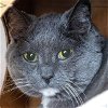 adoptable Cat in maryland heights, MO named CARILENA