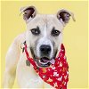 adoptable Dog in maryland heights, MO named CAMERON