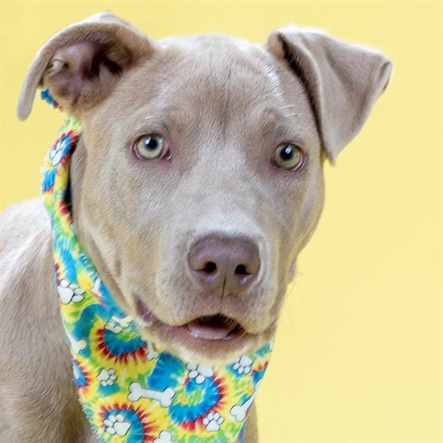 adoptable Dog in Maryland Heights, MO named KYLE