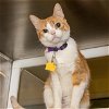 adoptable Cat in maryland heights, MO named DEE