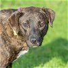 adoptable Dog in  named BEAU