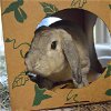adoptable Rabbit in maryland heights, MO named DUNCAN