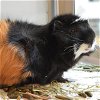 adoptable Guinea Pig in maryland heights, MO named HAMILTON