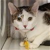 adoptable Cat in maryland heights, MO named CYNTHIA