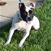 adoptable Dog in maryland heights, MO named DRIZELLA