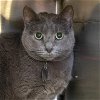 adoptable Cat in maryland heights, MO named JUNIPER