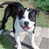 adoptable Dog in  named MARCO