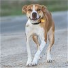 adoptable Dog in maryland heights, MO named FAJITA