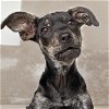 adoptable Dog in  named PIPPIN