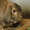 adoptable Rabbit in  named KOJAC