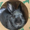 adoptable Rabbit in Maryland Heights, MO named STORMY