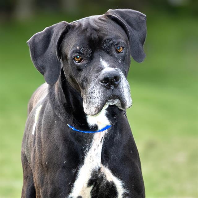 adoptable Dog in Maryland Heights, MO named TANK