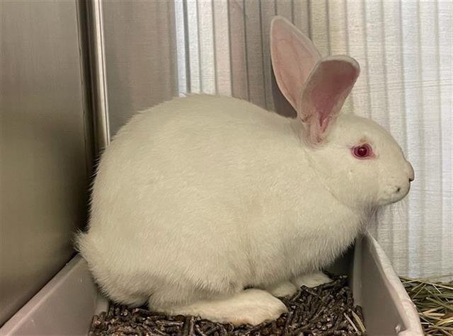 adoptable Rabbit in Maryland Heights, MO named SELENITE