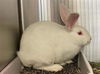 adoptable Rabbit in , MO named SELENITE