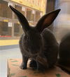 adoptable Rabbit in Maryland Heights, MO named TOPAZ