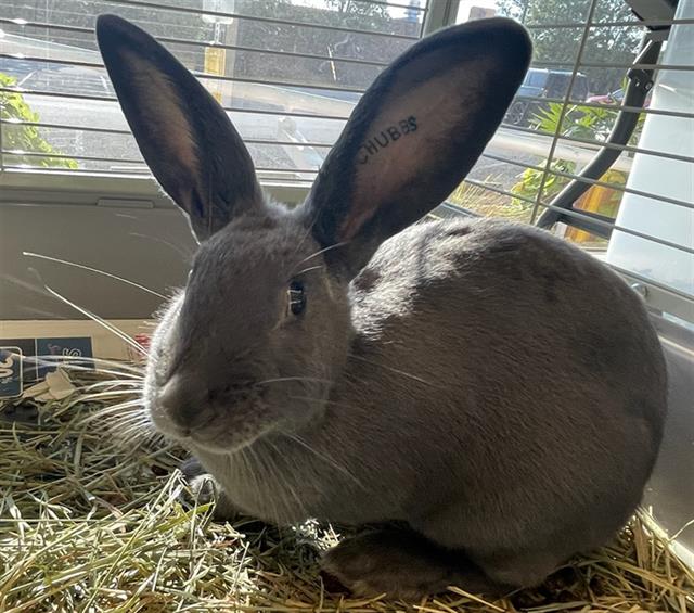 adoptable Rabbit in Maryland Heights, MO named CHARLENE