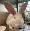 adoptable Rabbit in Maryland Heights, MO named RUTABAGA